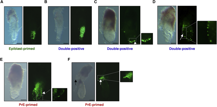 Figure 5