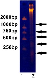 Fig. 5