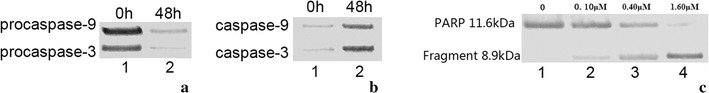 Fig. 9