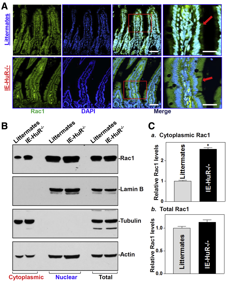 Figure 1