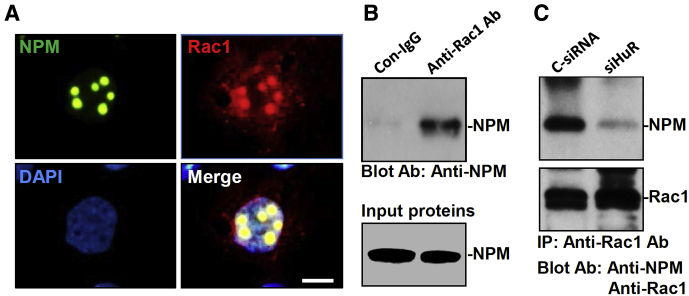 Figure 5