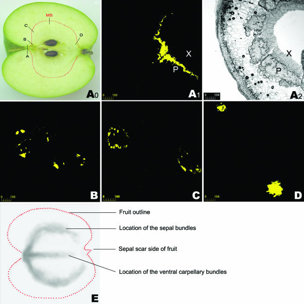 Figure 4.