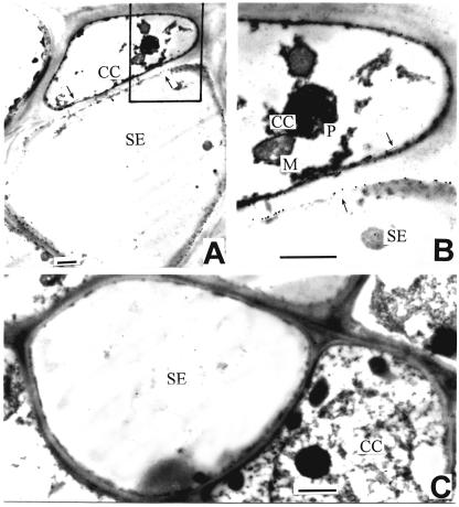 Figure 7.