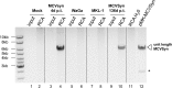 Fig 11