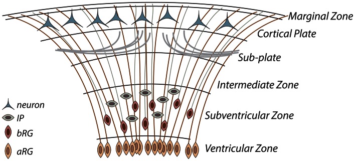 Fig. 2