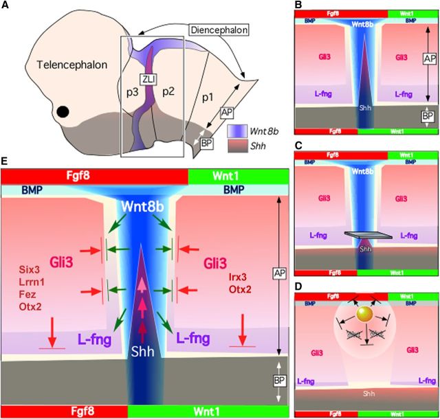 Figure 11.