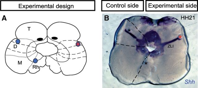 Figure 6.