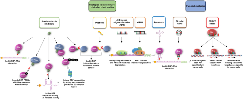 Cancer The’RBP’eutics – RNA-Binding Proteins as Therapeutic Targets for ...