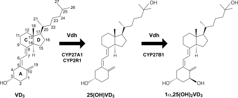 FIGURE 1.