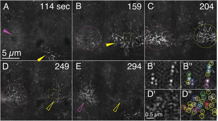 FIGURE 5: