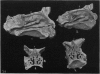 238-3