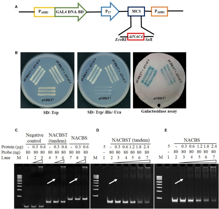 FIGURE 3