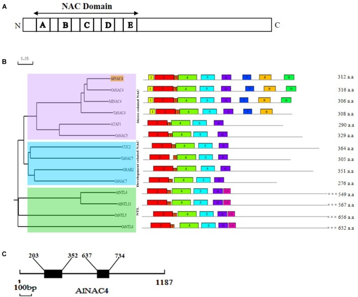 FIGURE 1