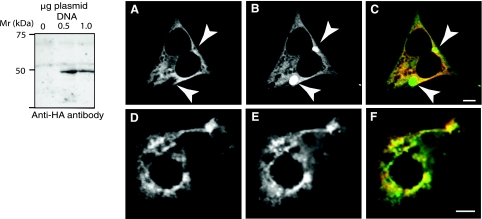 Fig. 11.