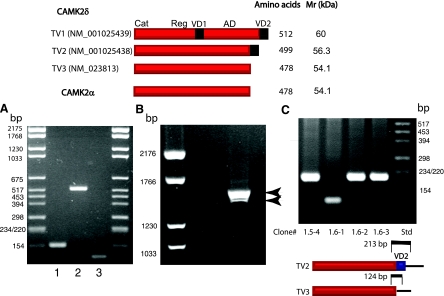 Fig. 10.