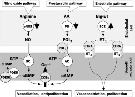 FIGURE 1.