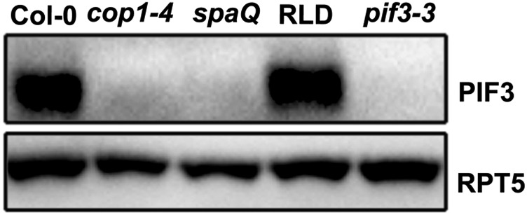 Fig. S1.