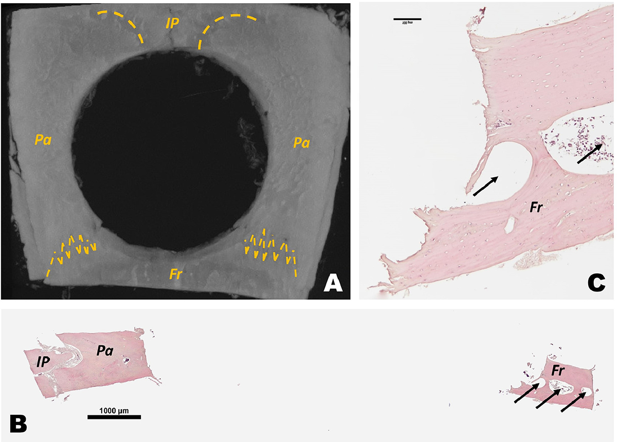 Fig. 4: