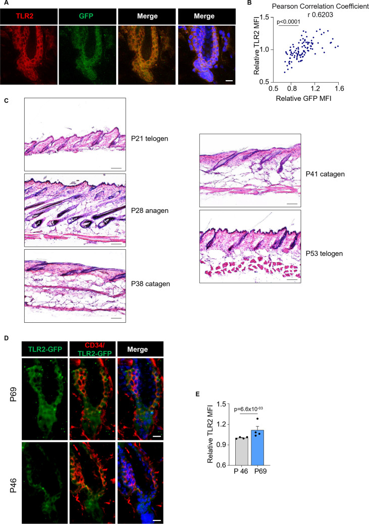 Figure 2—figure supplement 1.