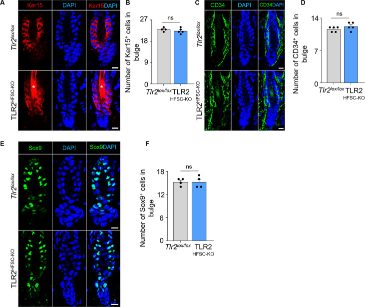 Figure 3—figure supplement 2.