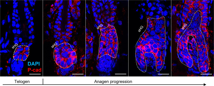 Figure 3—figure supplement 1.