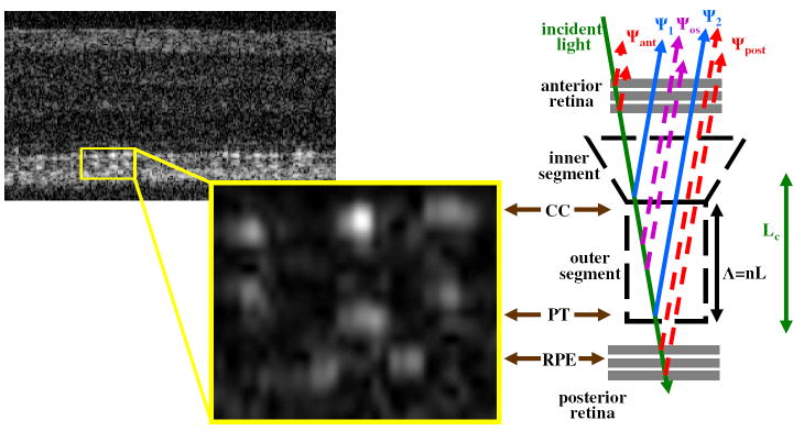 Fig. 10