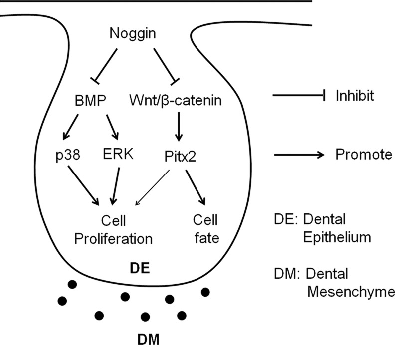 Fig. 8.