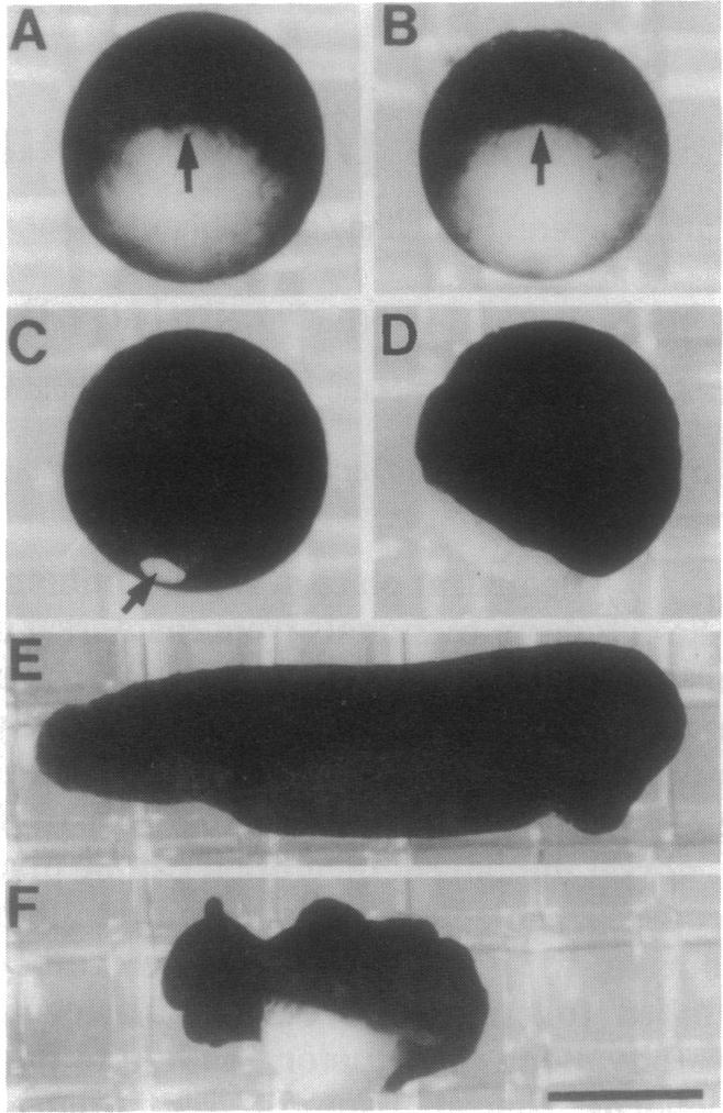 graphic file with name pnas01130-0181-a.jpg