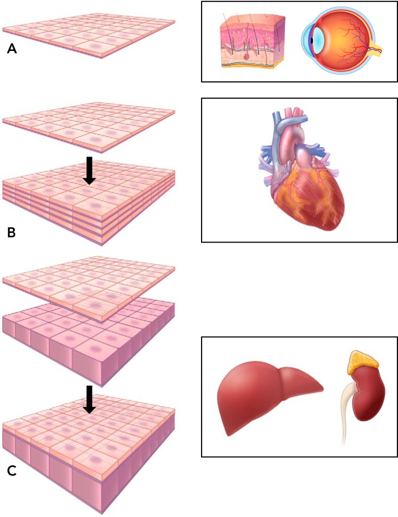 FIGURE 1.