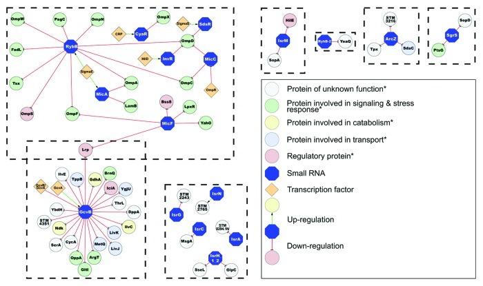 graphic file with name rna-9-437-g1.jpg