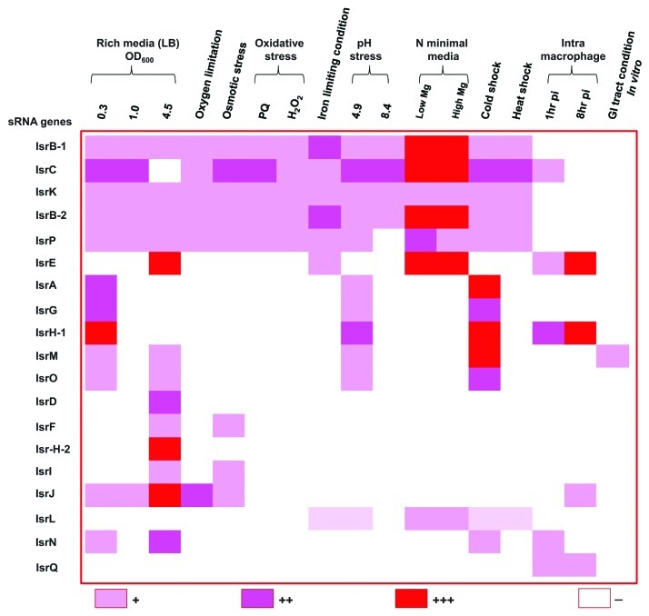 graphic file with name rna-9-437-g2.jpg