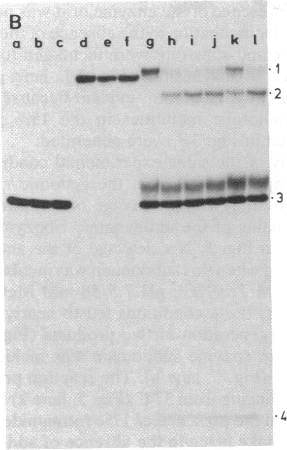 graphic file with name pnas01072-0266-a.jpg