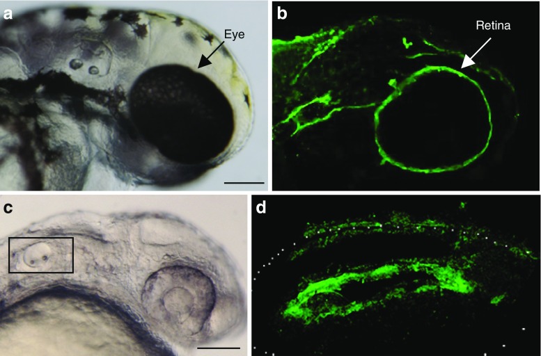 Fig. 3