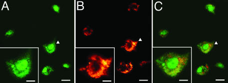 Fig. 3.