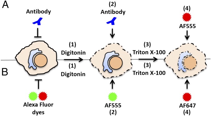 Fig. 1.