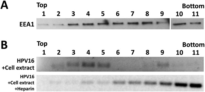 Fig. S2.