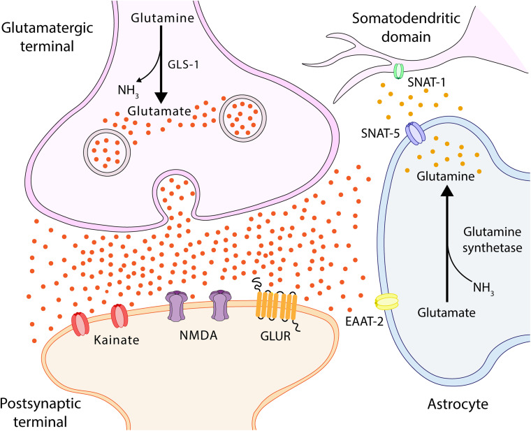 FIGURE 4