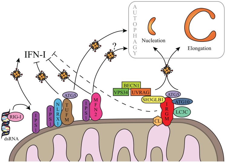 FIGURE 2