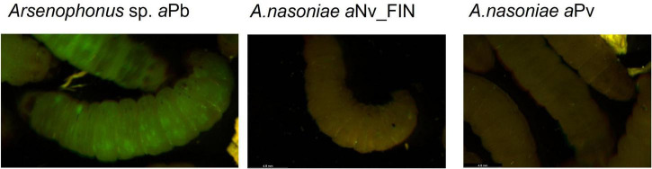 FIGURE 4