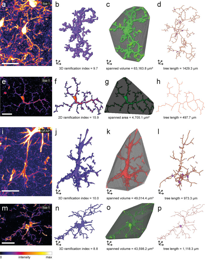 FIGURE 4: