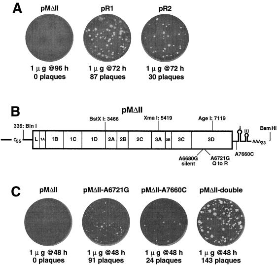 FIG. 5