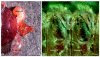 Figure 2: