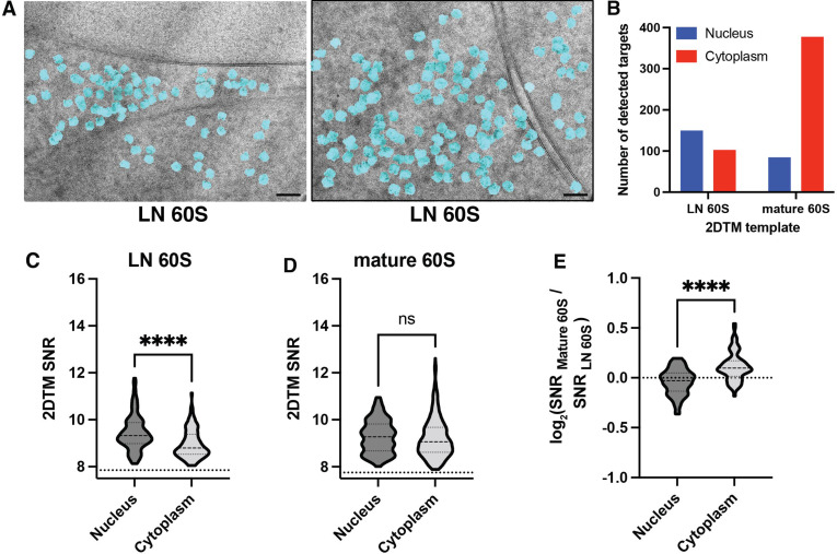 Figure 5—figure supplement 1.