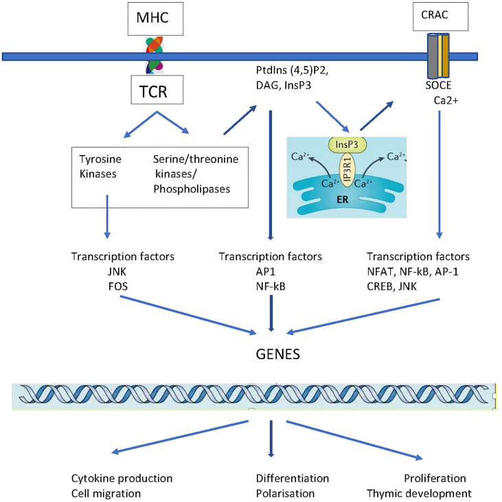 Figure 2