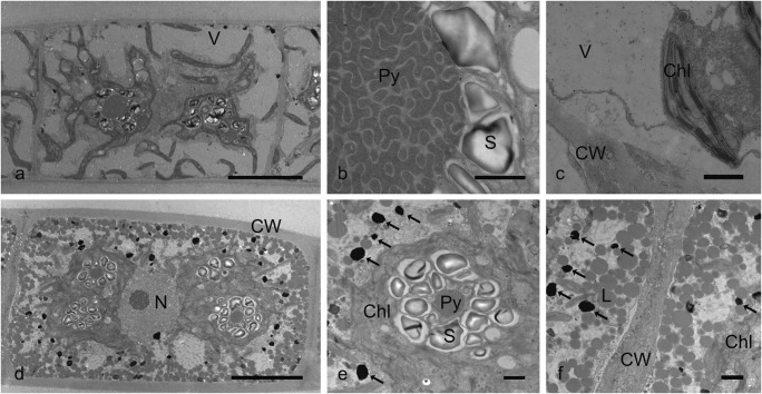 Fig. 6