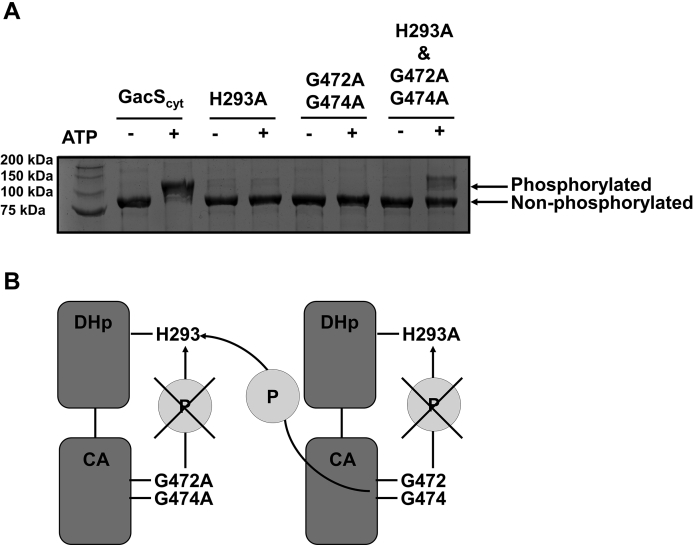 Figure 5