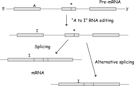 Fig. (1)