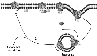 Fig. (4)