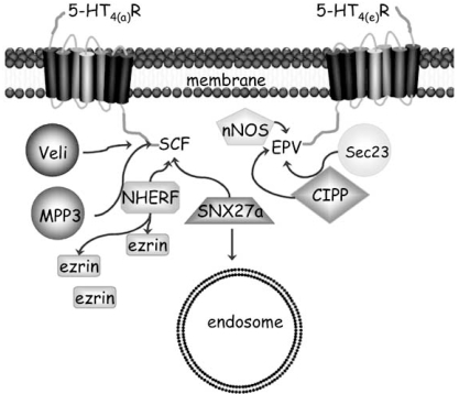 Fig. (3)