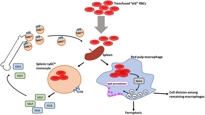 graphic file with name blood822619absf1.jpg